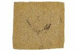 Oligocene Fossil Fish (Idrissia carpathica) - Poland #320601-1